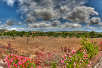 Finca Field
