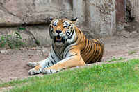 Animal Kingdom