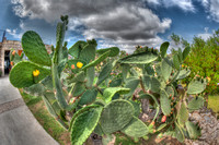 Finca Cactus