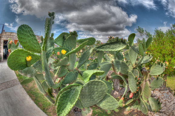 Finca Cactus